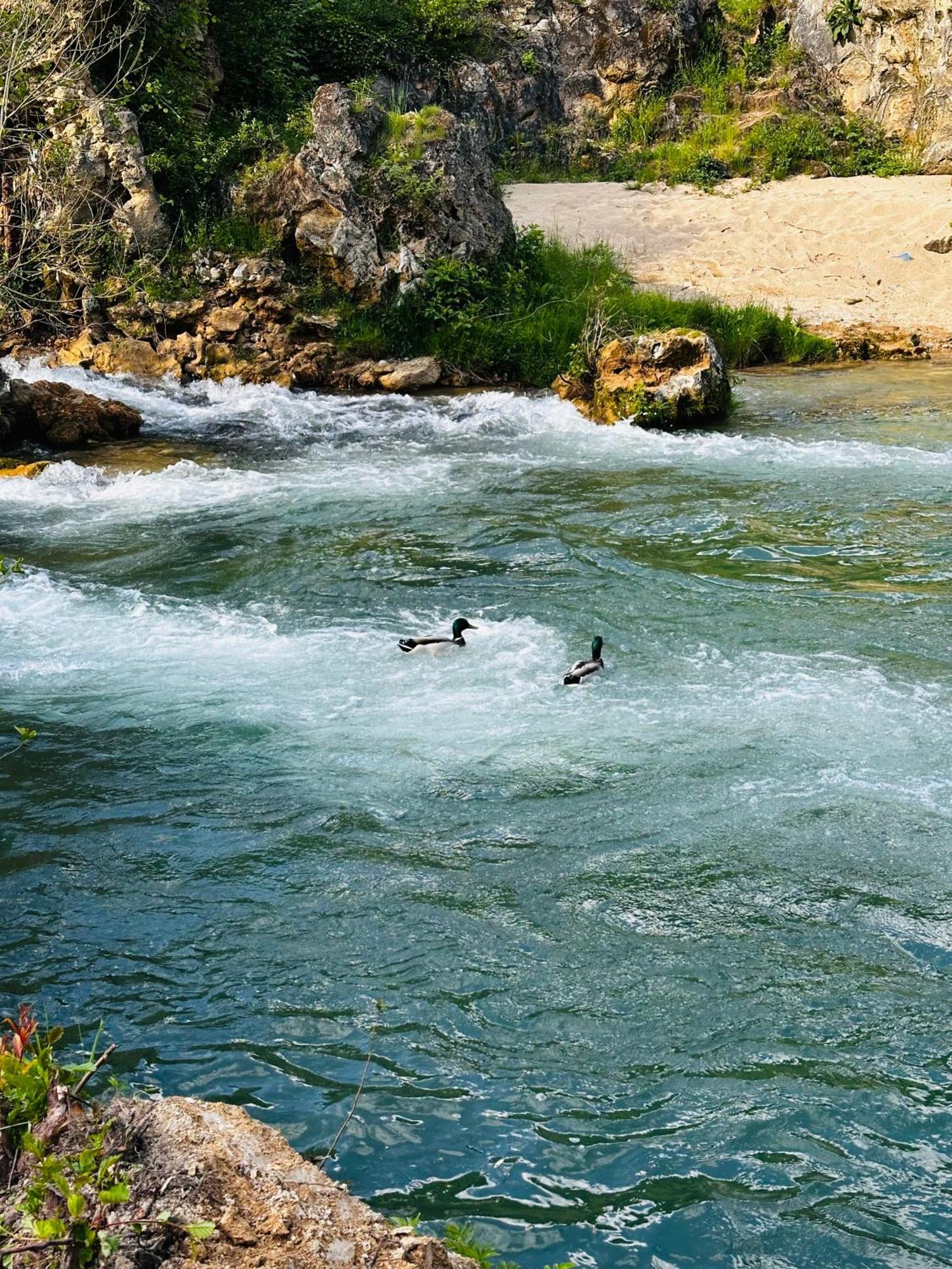 Apart Cobras Jajce Exteriör bild